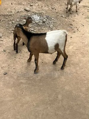 Fully Matured Male Goat