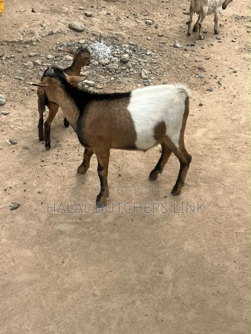 Fully Matured Male Goat