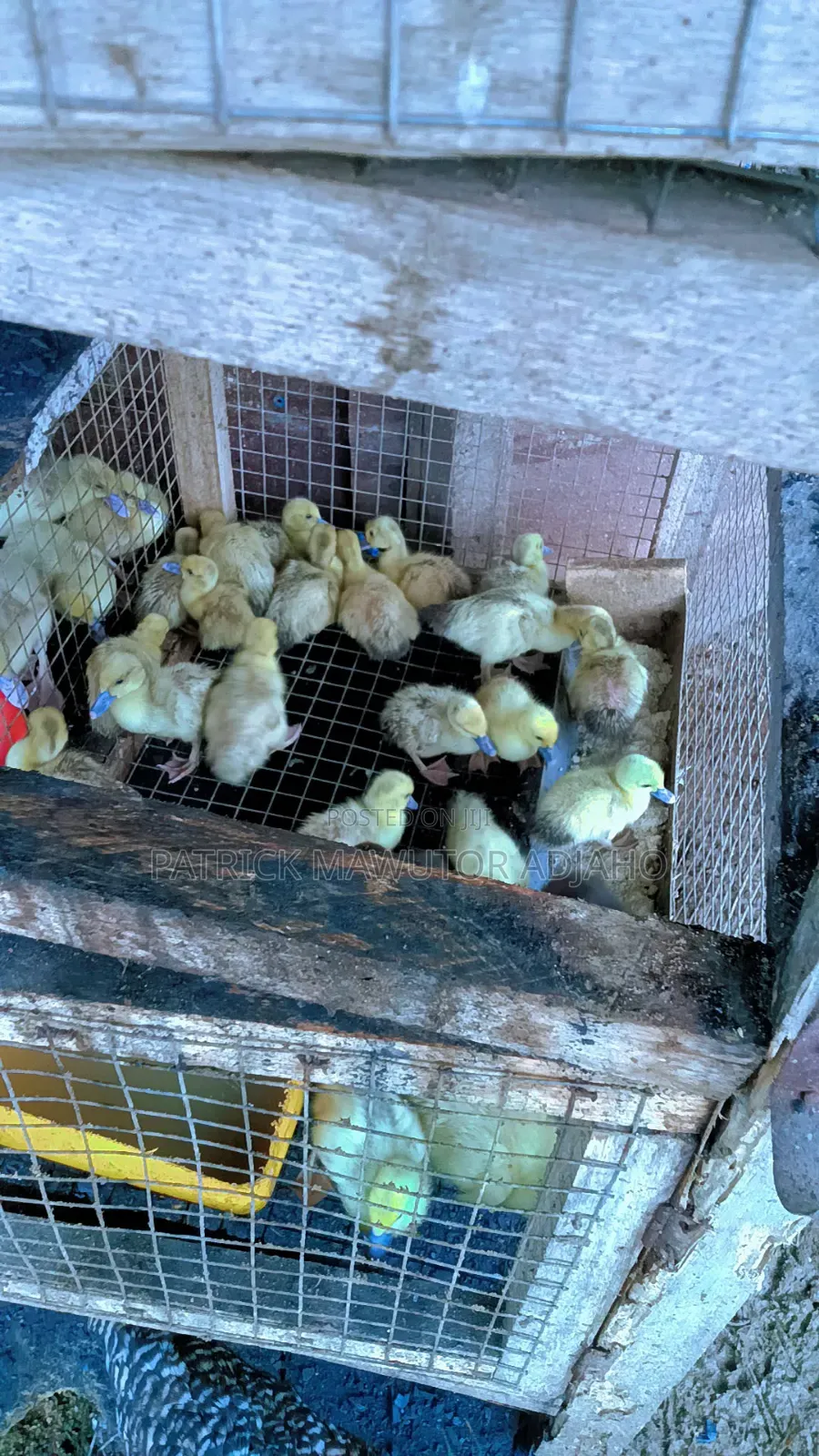 30 Healthy 1- 2 Weeks-Old Black White Muscovy Ducklings for Sale