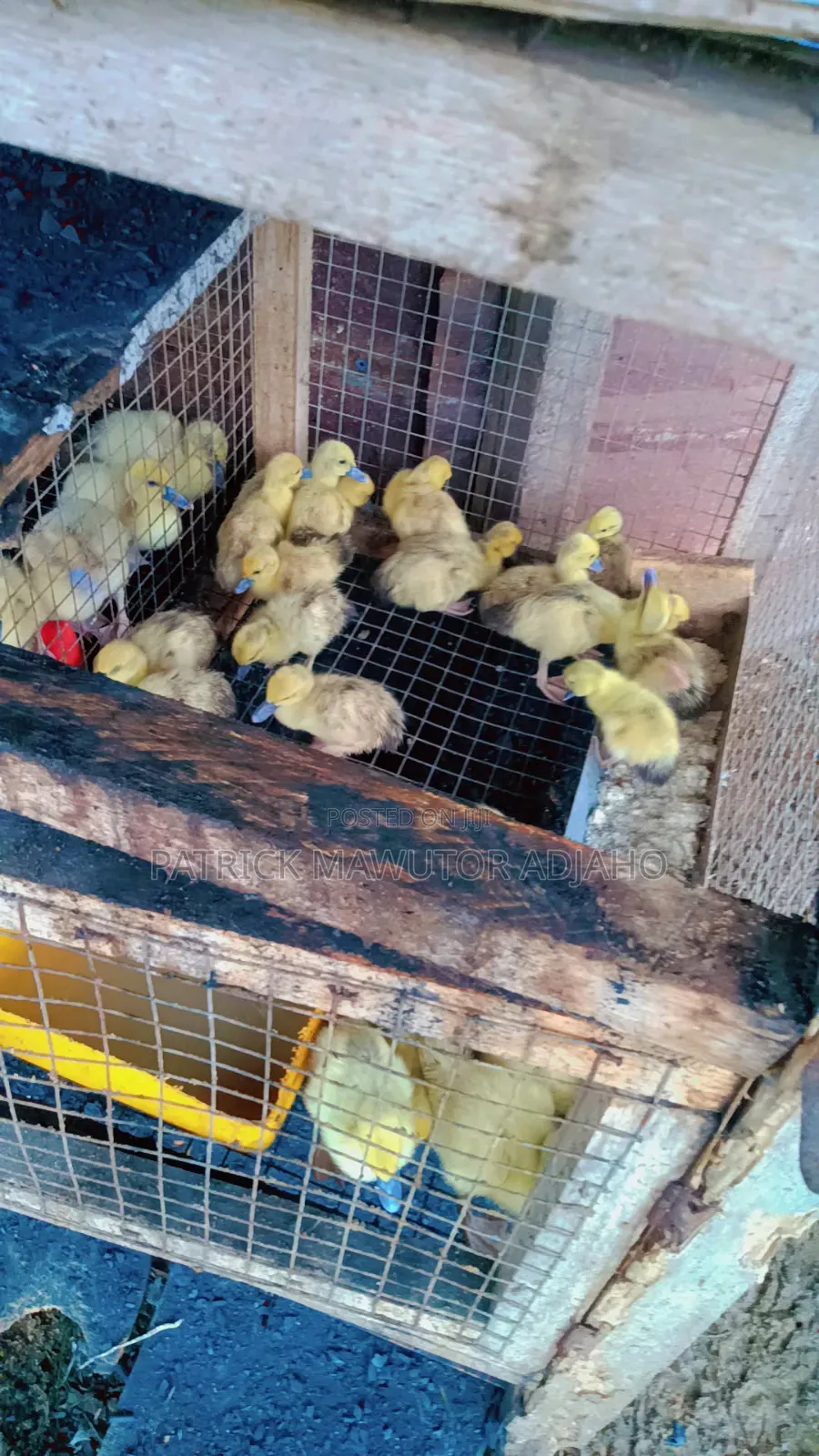 30 Healthy 1- 2 Weeks-Old Black White Muscovy Ducklings for Sale
