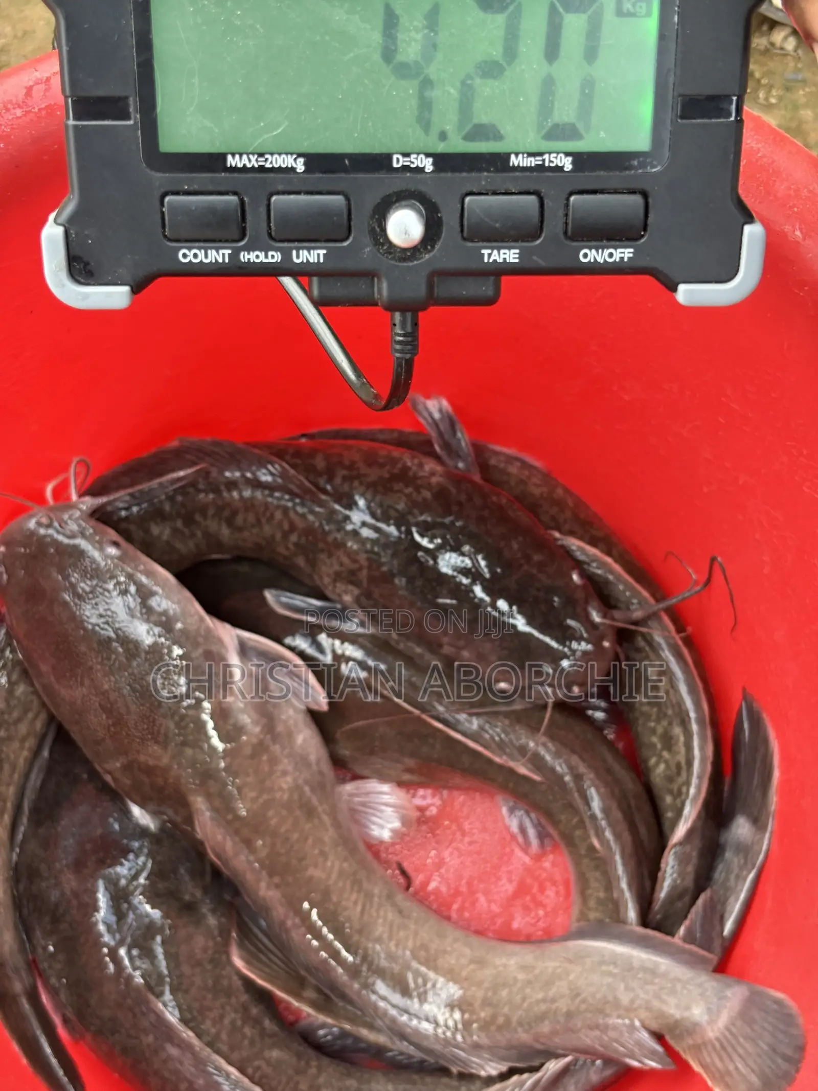 Catfish for Sale