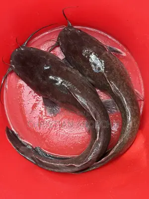 Catfish for Sale