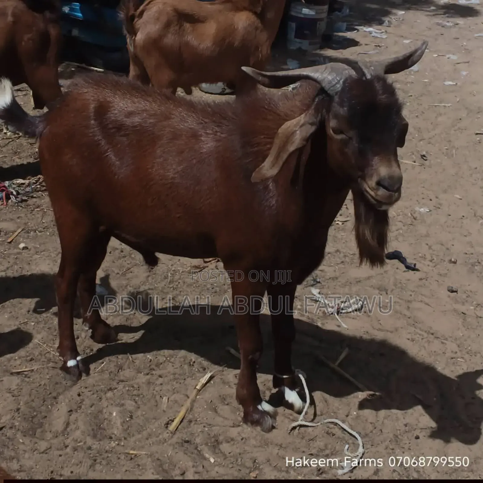 Male Goat Is Available