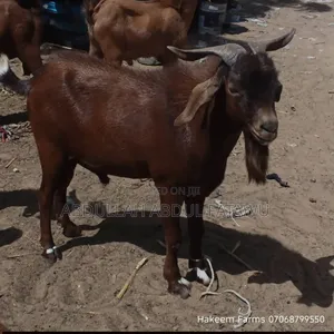Male Goat Is Available