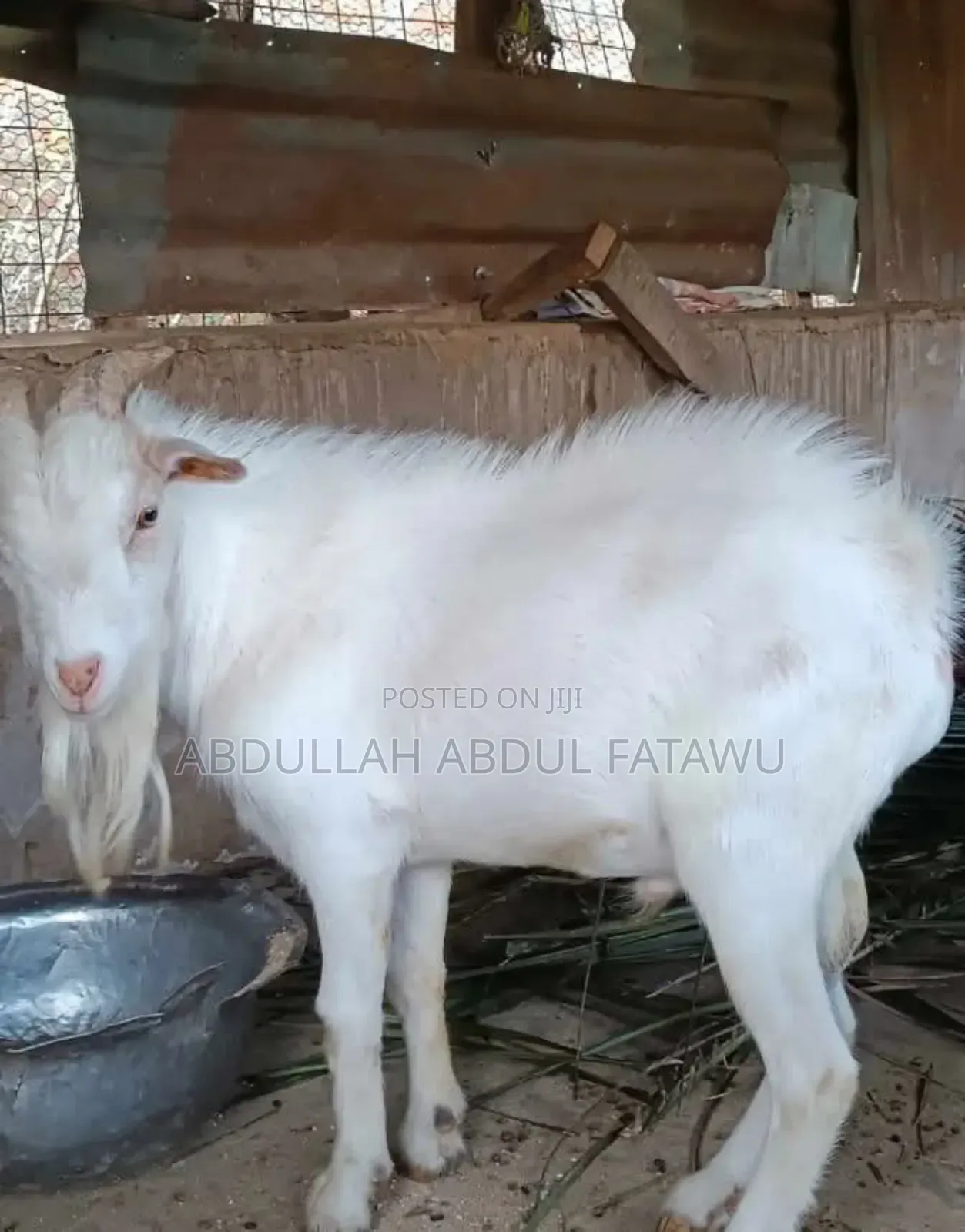 Male Goat Is Available
