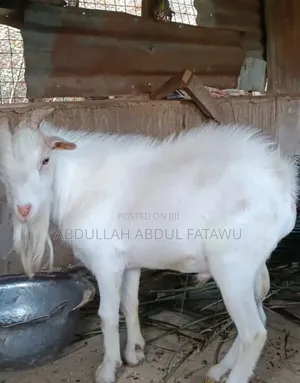 Male Goat Is Available