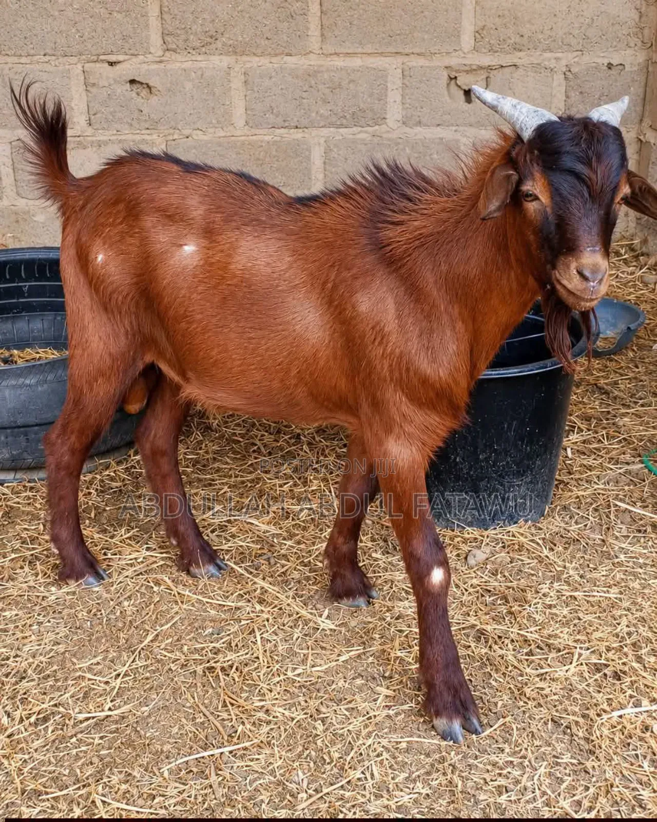 Male Goat Is Available