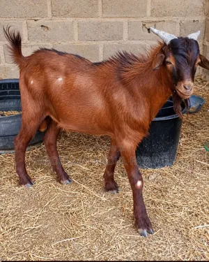 Male Goat Is Available