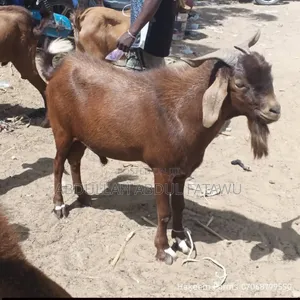 Male Goat Is Available