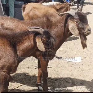 Male Goat Is Available