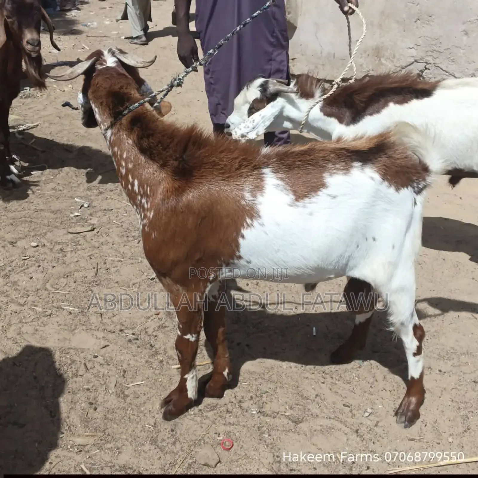 Male Goat Is Available