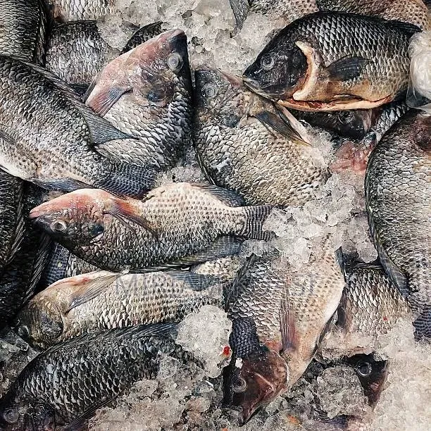 Tilapia Fresh Fish