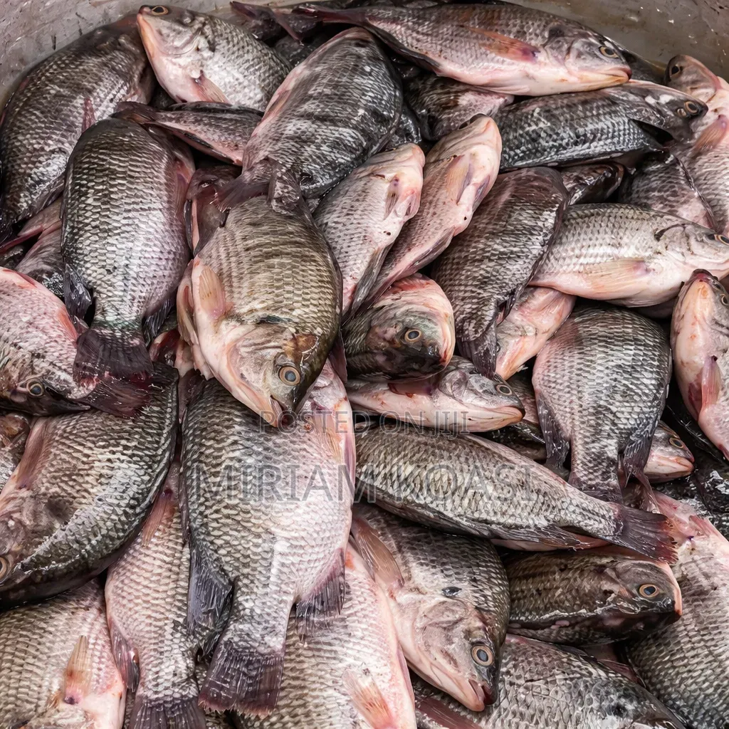 Fresh River Tilapia Fish