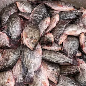 Fresh River Tilapia Fish