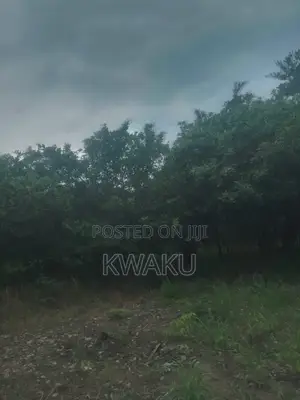Cashew Farm at Kintampo Jama Going for 15,000 Per Acre