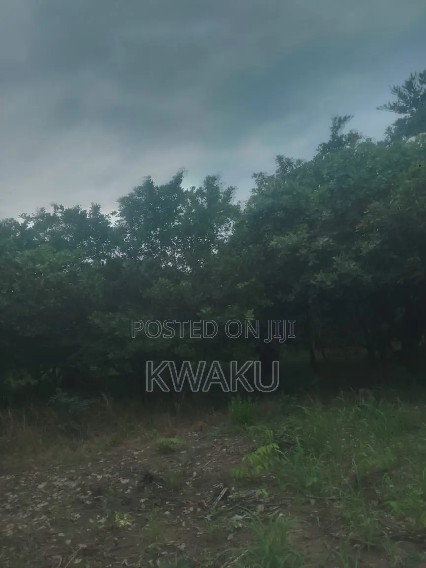 Cashew Farm at Kintampo Jama Going for 15,000 Per Acre