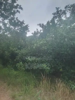 Cashew Farm at Kintampo Jama Going for 15,000 Per Acre
