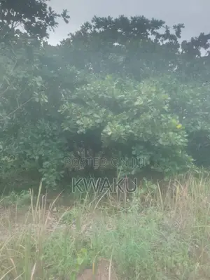 Cashew Farm at Kintampo Jama Going for 15,000 Per Acre