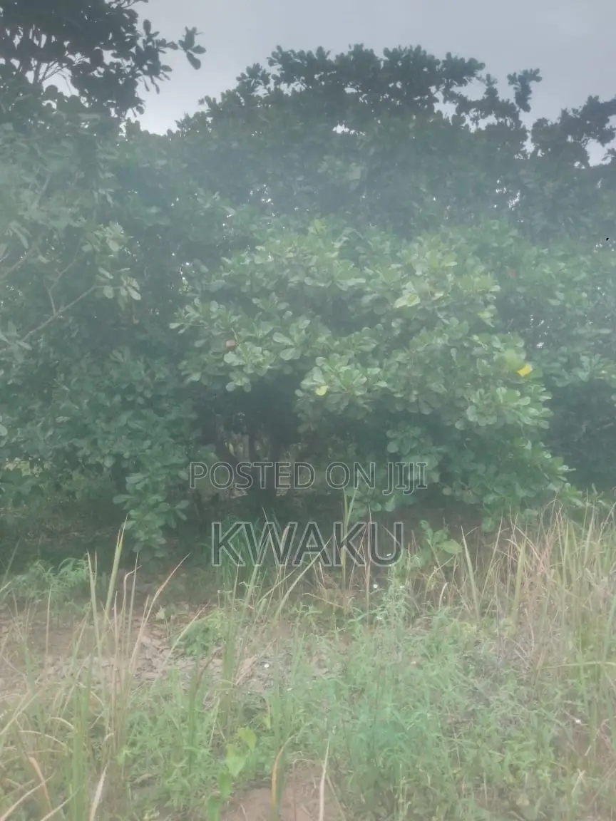 Cashew Farm at Kintampo Jama Going for 15,000 Per Acre