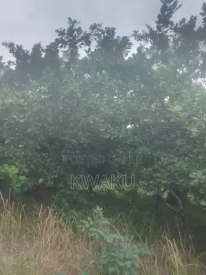 Cashew Farm at Kintampo Jama Going for 15,000 Per Acre