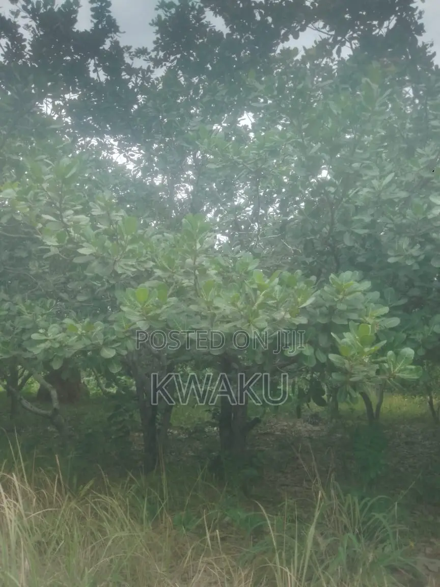 Cashew Farm at Kintampo Jama Going for 15,000 Per Acre