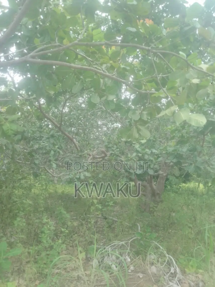 Cashew Farm at Kintampo Jama Going for 15,000 Per Acre