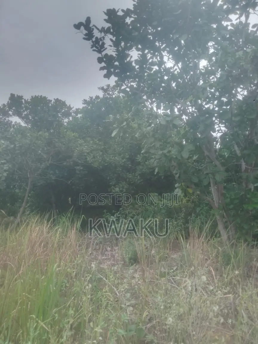 Cashew Farm at Kintampo Jama Going for 15,000 Per Acre