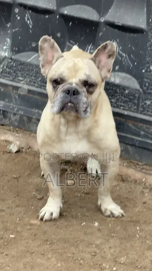 1+ year Male Purebred French Bulldog