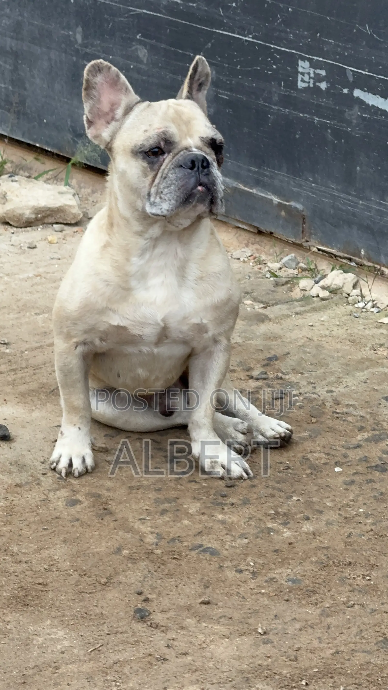 1+ year Male Purebred French Bulldog