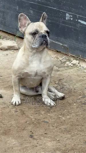 1+ year Male Purebred French Bulldog