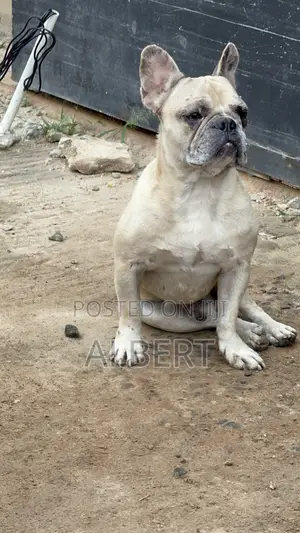 1+ year Male Purebred French Bulldog