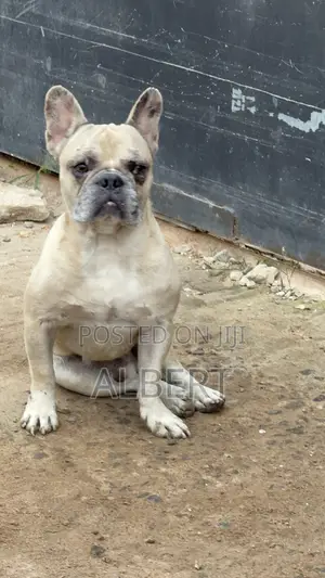 1+ year Male Purebred French Bulldog