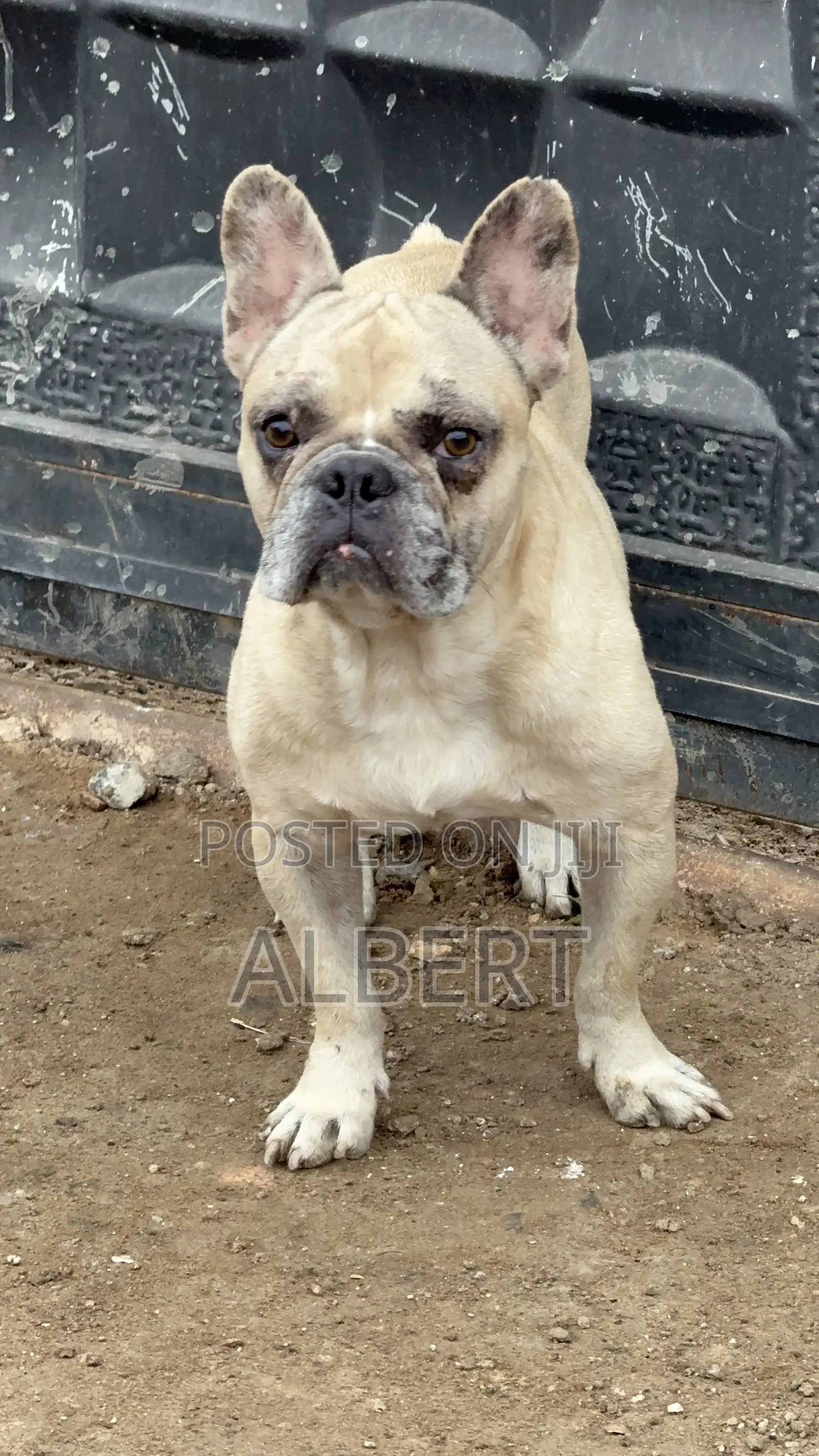 1+ year Male Purebred French Bulldog