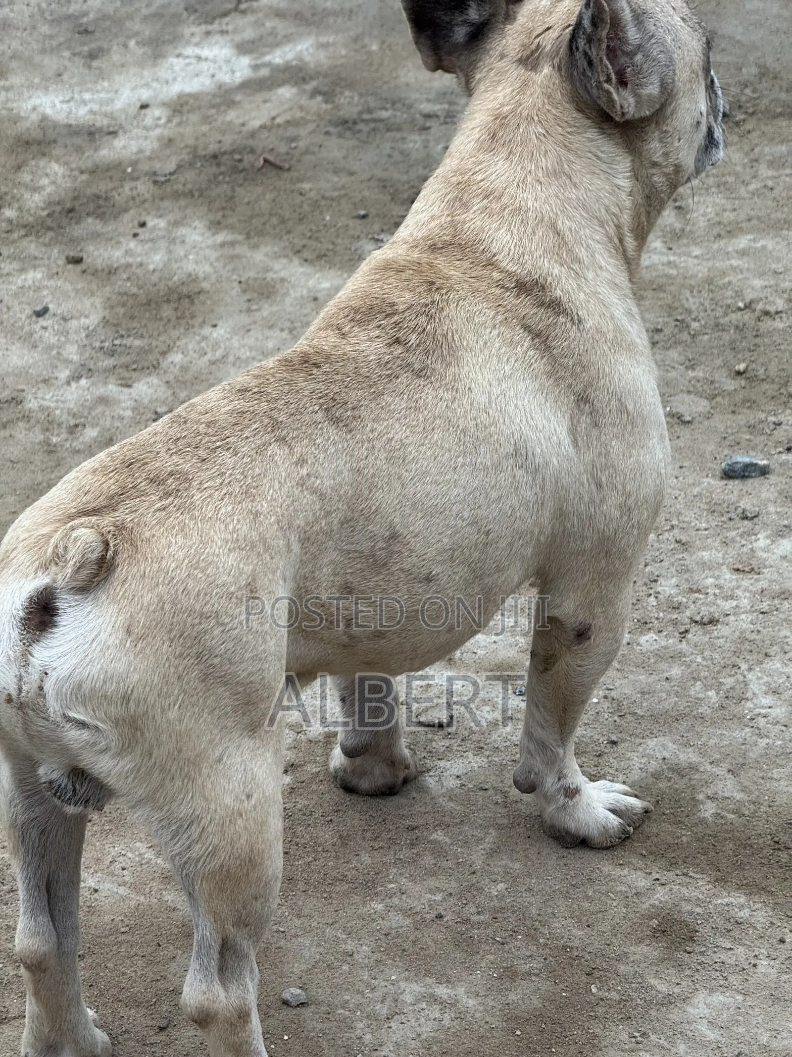 1+ year Male Purebred French Bulldog