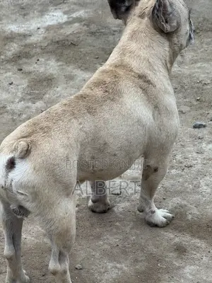 1+ year Male Purebred French Bulldog