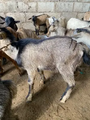 Male Health Goat for Sale