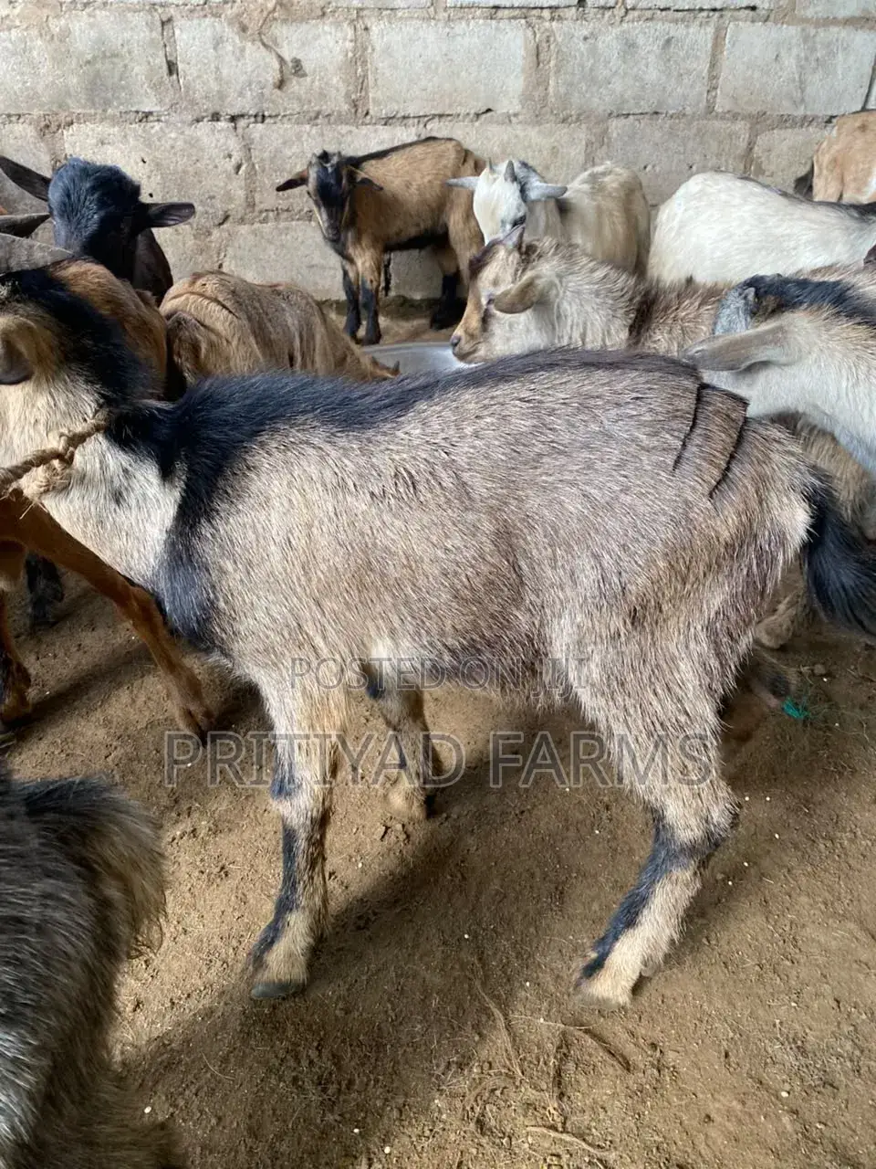 Male Health Goat for Sale