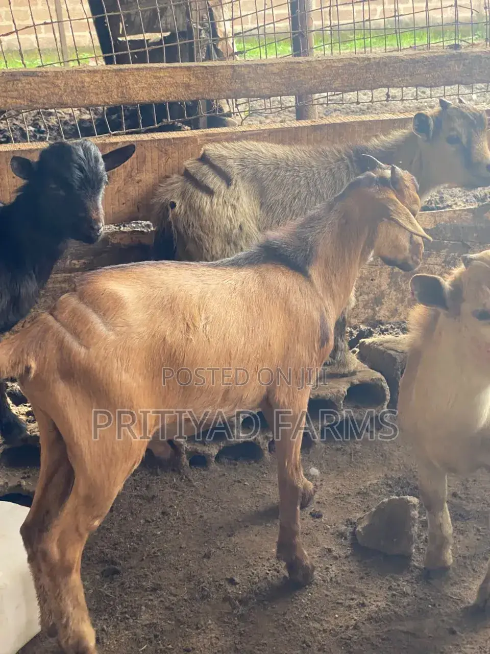 Male Health Goat