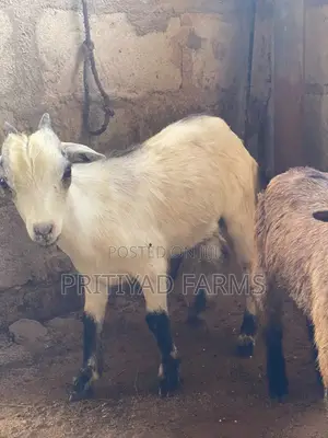 Male Health Goat