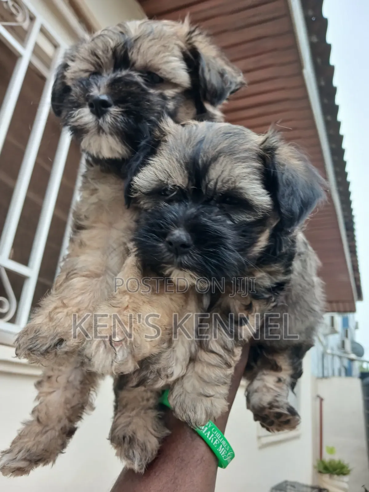 1-3 months Female Purebred Maltese
