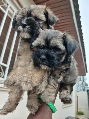 1-3 months Female Purebred Maltese