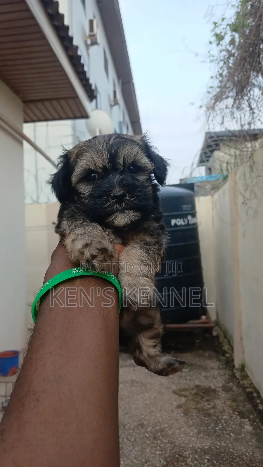 1-3 months Female Purebred Maltese