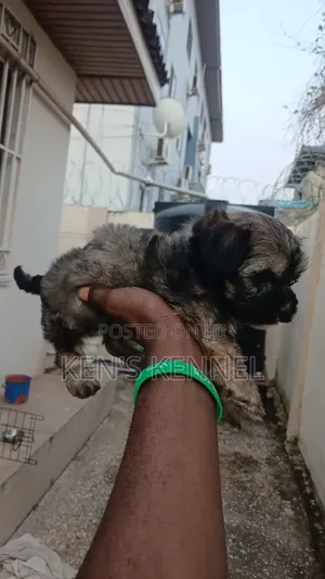 1-3 months Female Purebred Maltese
