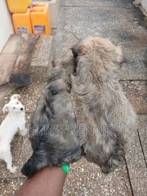 1-3 months Female Purebred Maltese