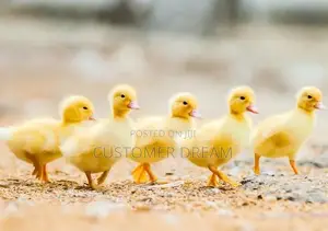 Perkins Ducks