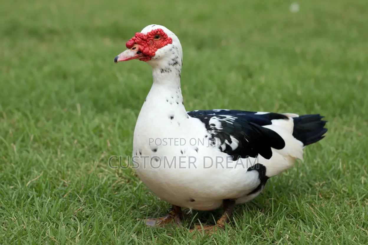A Very Nice Duck