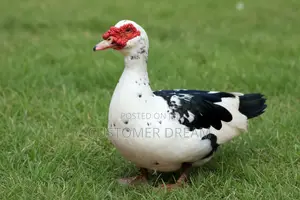 A Very Nice Duck