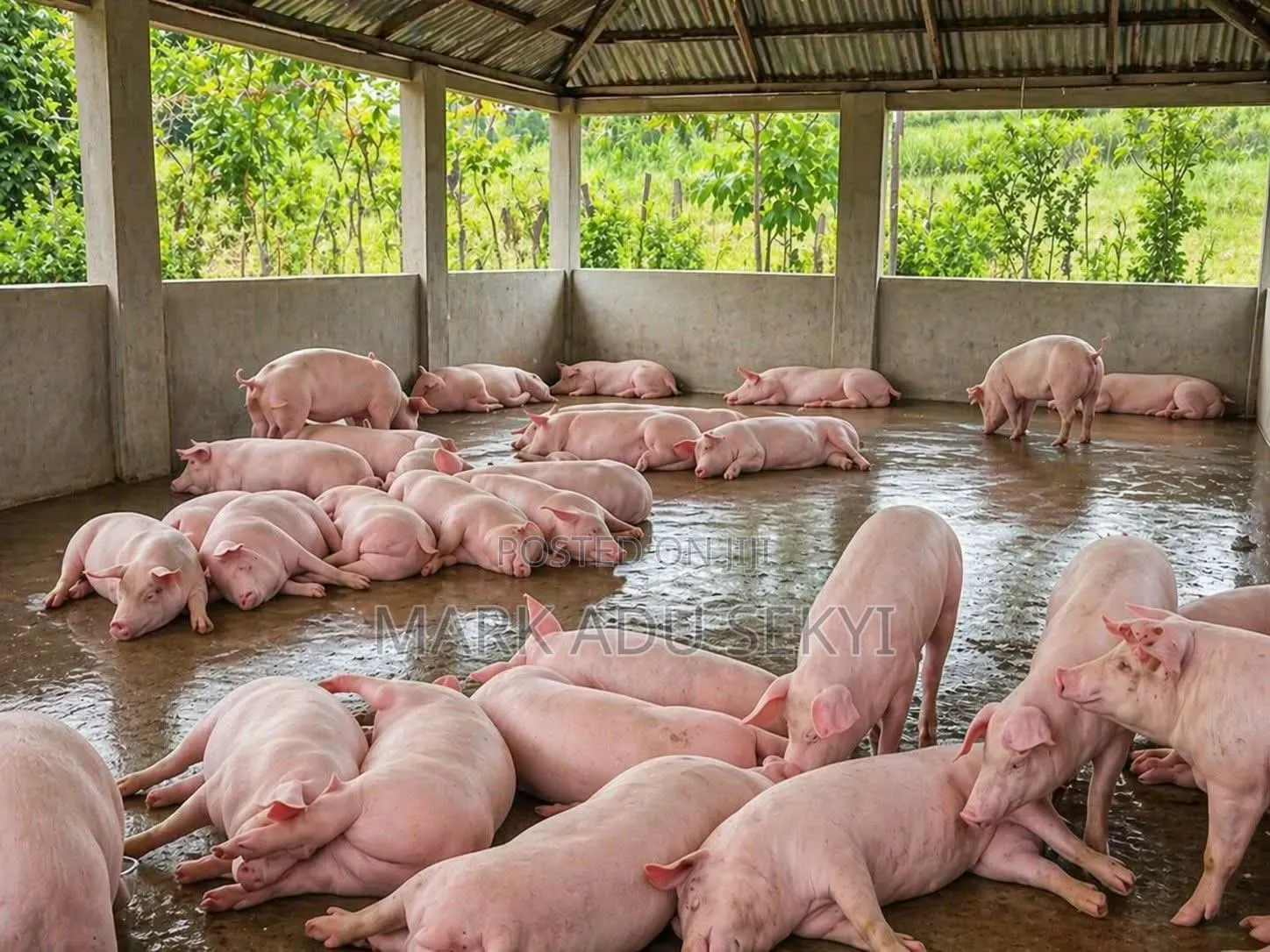 Healthy and Strong Live Pig
