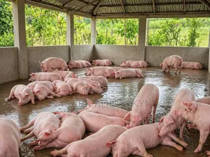 Healthy and Strong Live Pig