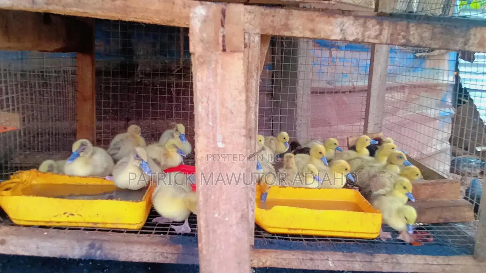 30 Healthy 1- 2 Weeks-Old Black White Muscovy Ducklings for Sale